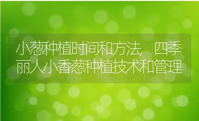 小葱种植时间和方法,四季丽人小香葱种植技术和管理 | 养殖学堂