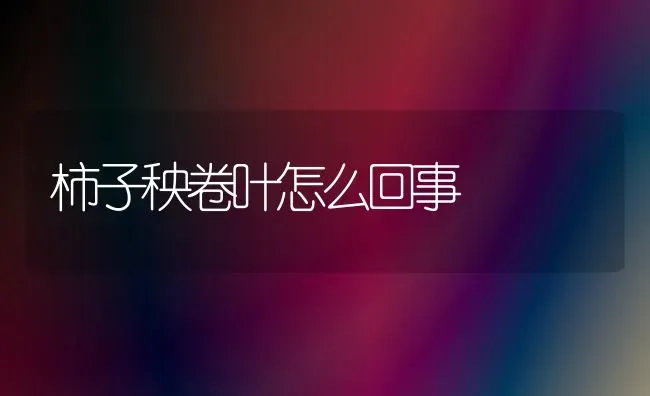 柿子秧卷叶怎么回事 | 养殖技术大全