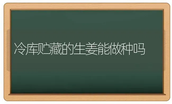 冷库贮藏的生姜能做种吗 | 养殖技术大全