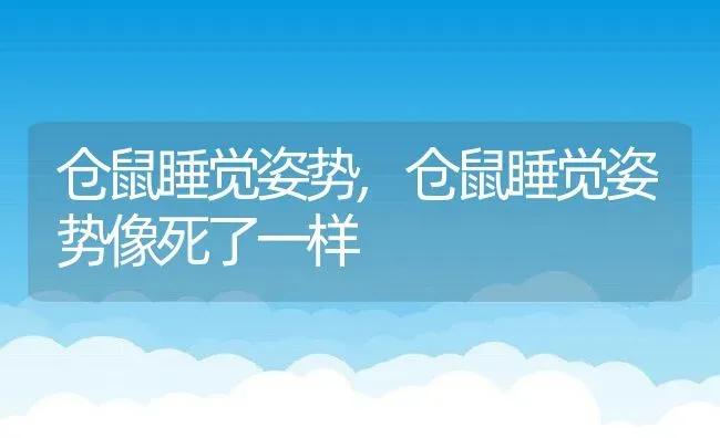 仓鼠睡觉姿势,仓鼠睡觉姿势像死了一样 | 养殖资料