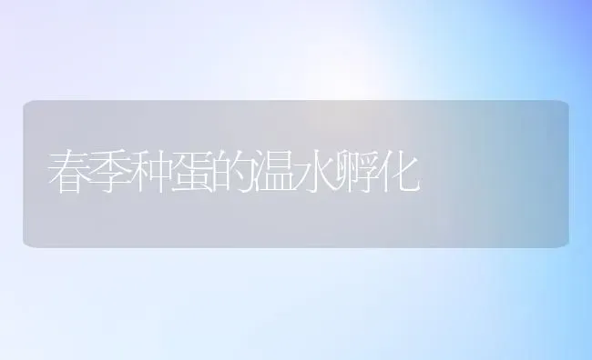 春季种蛋的温水孵化 | 养殖知识