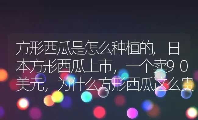 方形西瓜是怎么种植的,日本方形西瓜上市，一个卖90美元，为什么方形西瓜这么贵 | 养殖学堂