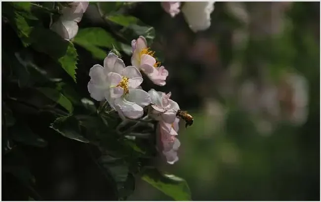 蜜蜂图片 | 常识大全