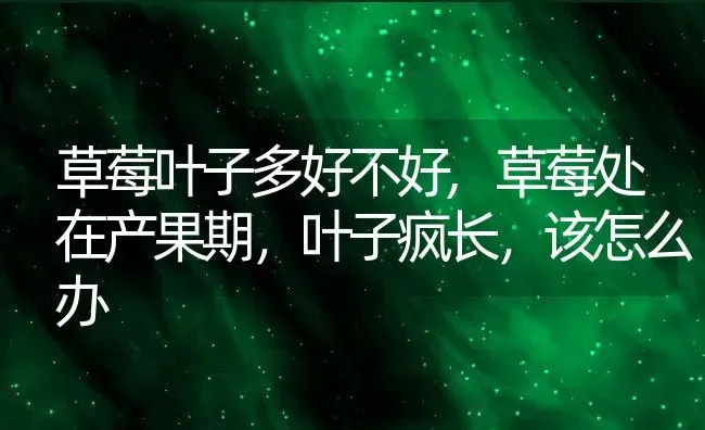 草莓叶子多好不好,草莓处在产果期，叶子疯长，该怎么办 | 养殖学堂