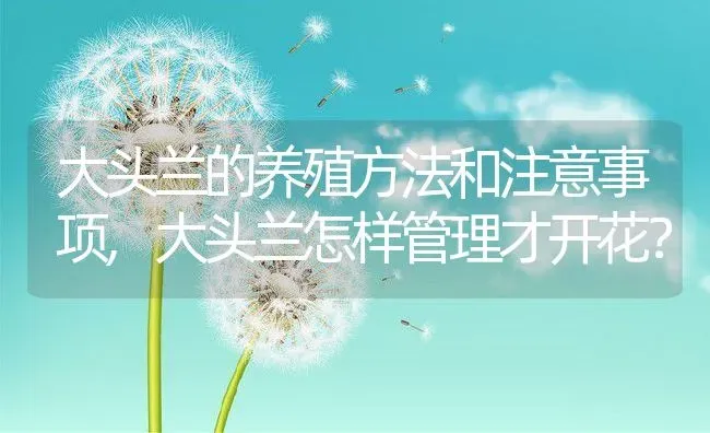 大头兰的养殖方法和注意事项,大头兰怎样管理才开花？ | 养殖科普
