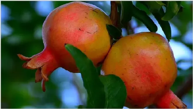 盆栽石榴树怎么催芽 | 生活常识