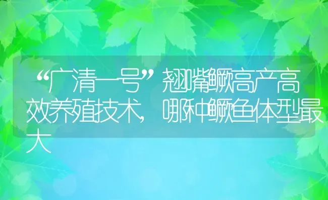 “广清一号”翘嘴鳜高产高效养殖技术,哪种鳜鱼体型最大 | 养殖学堂