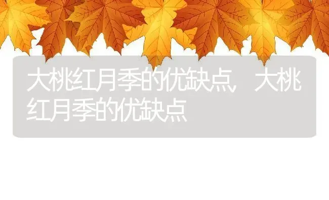 大桃红月季的优缺点,大桃红月季的优缺点 | 养殖科普