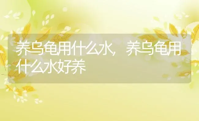 养乌龟用什么水,养乌龟用什么水好养 | 养殖科普