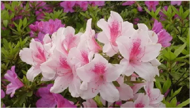 四季杜鹃花怎么移植 | 实用知识
