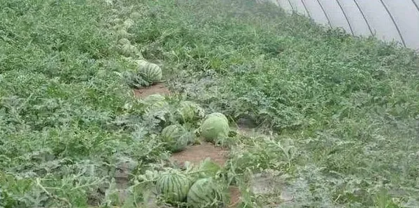 想要种植的西瓜甜，成活率高，学会这几个技巧很有必要！ | 生活常识