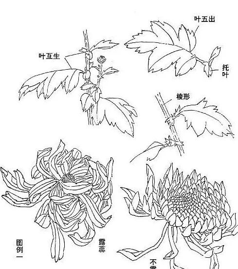 菊花怎么画漂亮又简单,10-12岁儿童学画菊花？