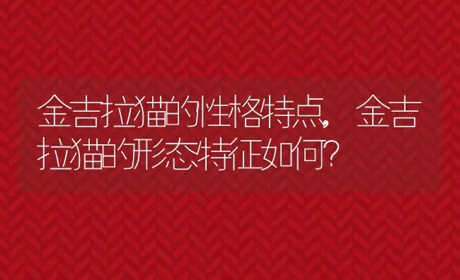 金吉拉猫的性格特点,金吉拉猫的形态特征如何？ | 养殖学堂