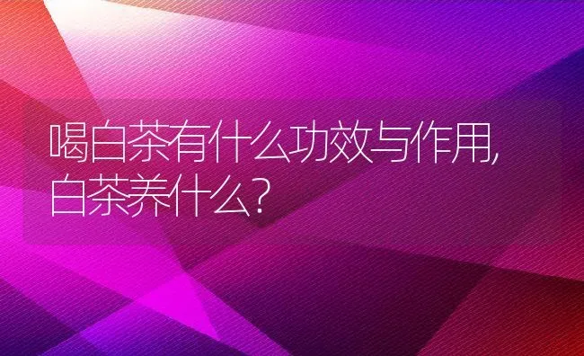 喝白茶有什么功效与作用,白茶养什么？ | 养殖学堂