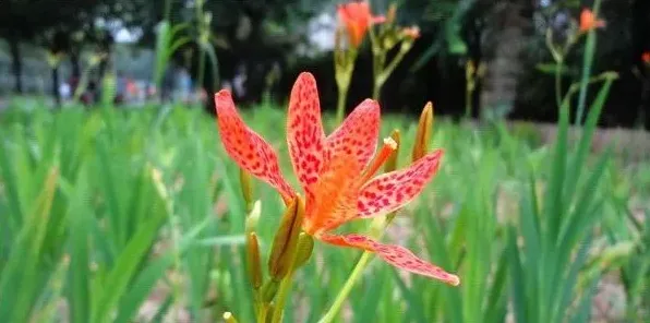 射干种植技术及亩收益 | 三农知识