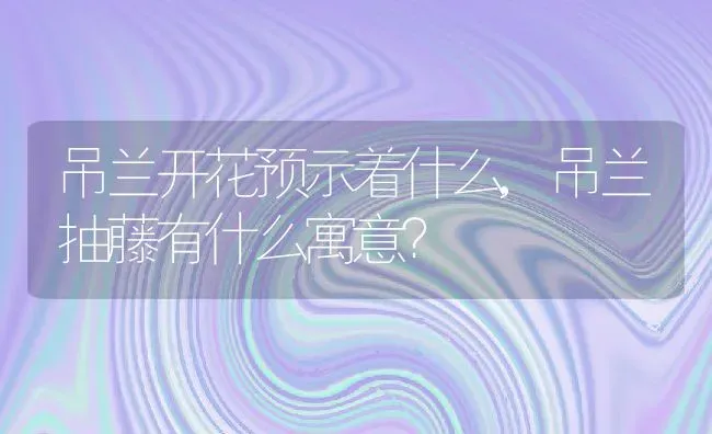 吊兰开花预示着什么,吊兰抽藤有什么寓意？ | 养殖科普