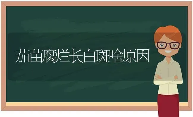 茄苗腐烂长白斑啥原因 | 养殖知识