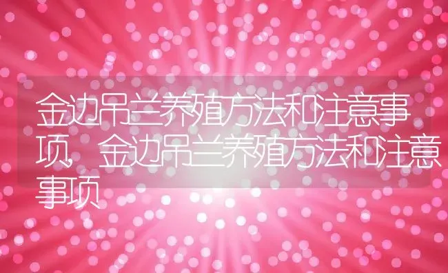 金边吊兰养殖方法和注意事项,金边吊兰养殖方法和注意事项 | 养殖科普
