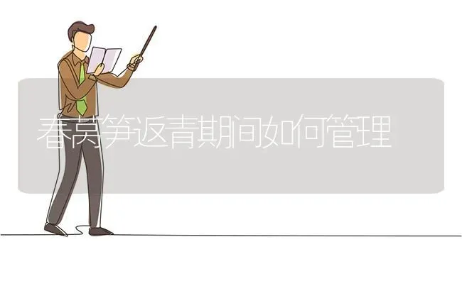春莴笋返青期间如何管理 | 养殖技术大全