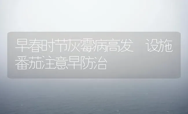 早春时节灰霉病高发 设施番茄注意早防治 | 养殖技术大全