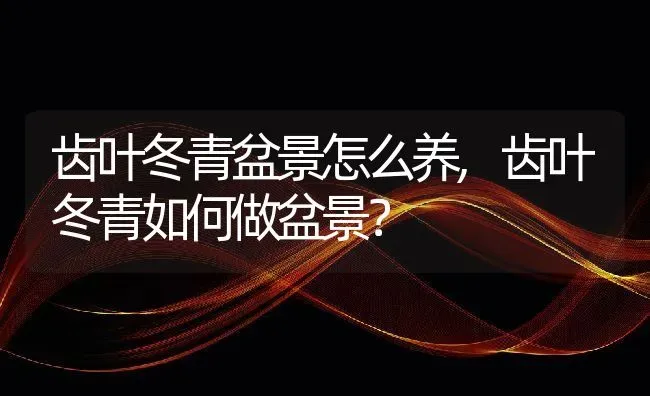 齿叶冬青盆景怎么养,齿叶冬青如何做盆景？ | 养殖科普