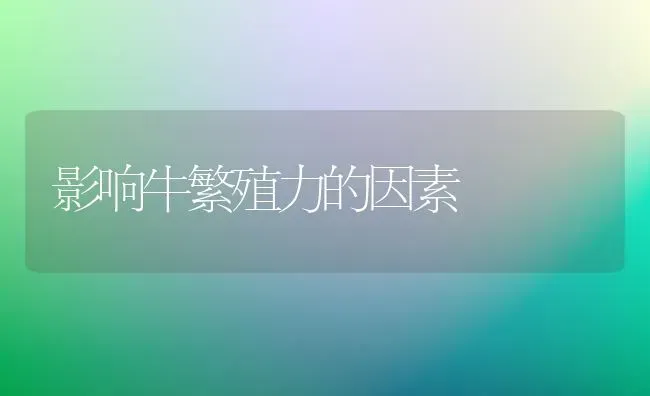 影响牛繁殖力的因素 | 养殖技术大全