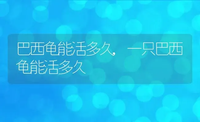巴西龟能活多久,一只巴西龟能活多久 | 养殖科普