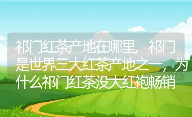 祁门红茶产地在哪里,祁门是世界三大红茶产地之一，为什么祁门红茶没大红袍畅销 | 养殖学堂