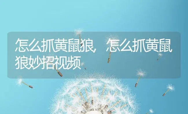 怎么抓黄鼠狼,怎么抓黄鼠狼妙招视频 | 养殖科普