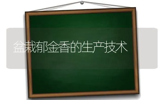盆栽郁金香的生产技术 | 养殖技术大全