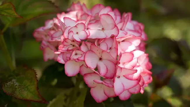 浅蓝色的花有哪些,哪些花可调蓝？