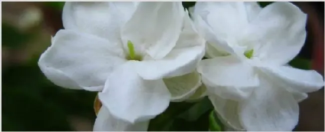 茉莉跟水晶茉莉的区别 | 常识大全
