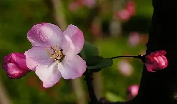 丽格海棠茎烂咋办 | 常识大全