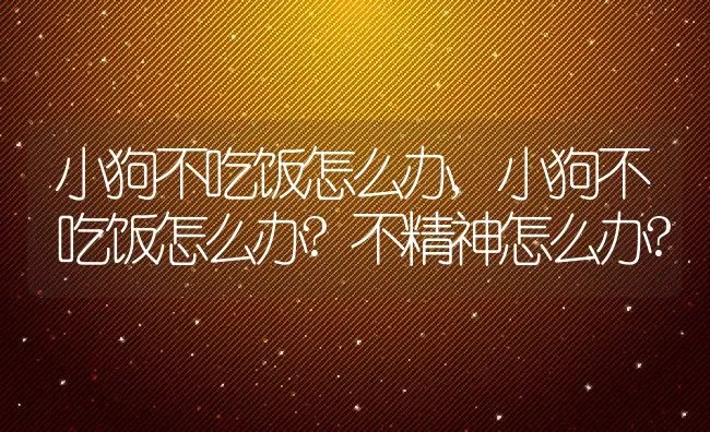 小狗不吃饭怎么办,小狗不吃饭怎么办?不精神怎么办? | 养殖科普