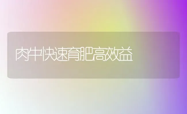 肉牛快速育肥高效益 | 养殖知识