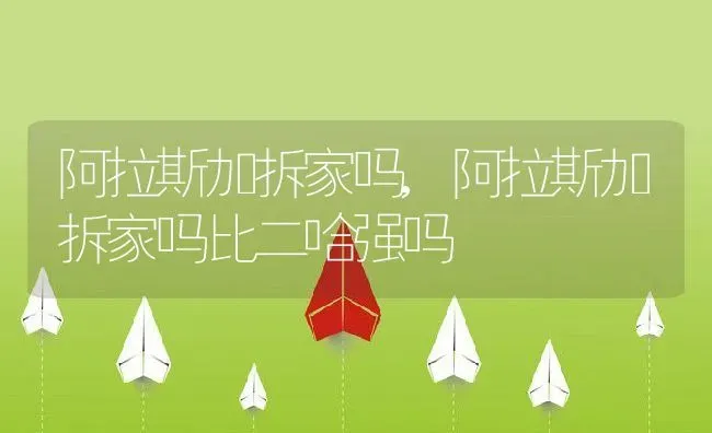 阿拉斯加拆家吗,阿拉斯加拆家吗比二哈强吗 | 养殖科普