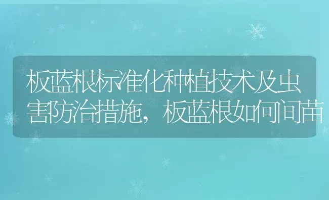 板蓝根标准化种植技术及虫害防治措施,板蓝根如何间苗 | 养殖学堂