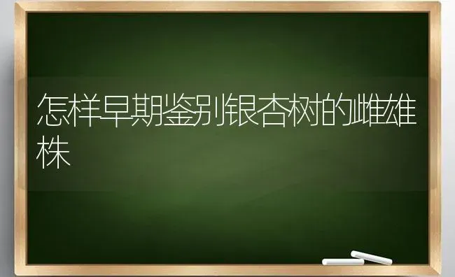 怎样早期鉴别银杏树的雌雄株 | 养殖知识