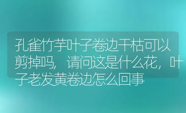 孔雀竹芋叶子卷边干枯可以剪掉吗,请问这是什么花，叶子老发黄卷边怎么回事 | 养殖学堂