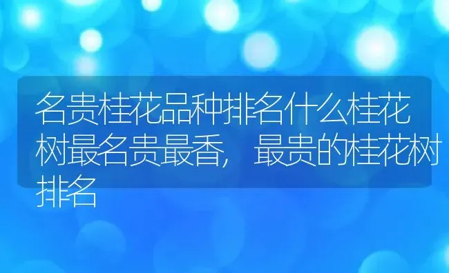 名贵桂花品种排名什么桂花树最名贵最香,最贵的桂花树排名 | 养殖学堂