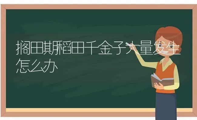 搁田期稻田千金子大量发生怎么办 | 养殖知识