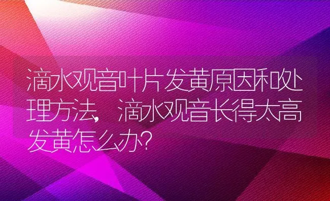 滴水观音叶片发黄原因和处理方法,滴水观音长得太高 发黄怎么办？ | 养殖科普