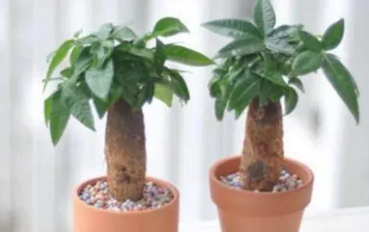 如何养发财树,发财树种植和养护？