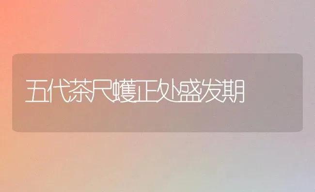 五代茶尺蠖正处盛发期 | 养殖技术大全