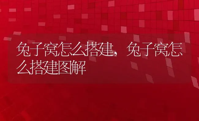 兔子窝怎么搭建,兔子窝怎么搭建图解 | 养殖科普