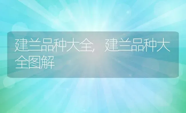 建兰品种大全,建兰品种大全图解 | 养殖资料