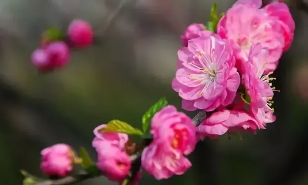 紫荆是什么意思,紫荊花开的意思？