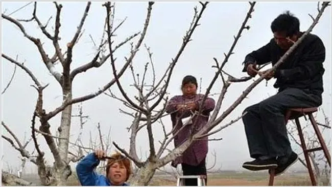 苹果树疏枝时间及方法 | 生活常识