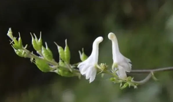 天鹅花有毒吗 | 妙招大全