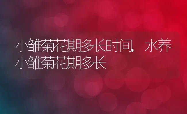 小雏菊花期多长时间,水养小雏菊花期多长 | 养殖学堂